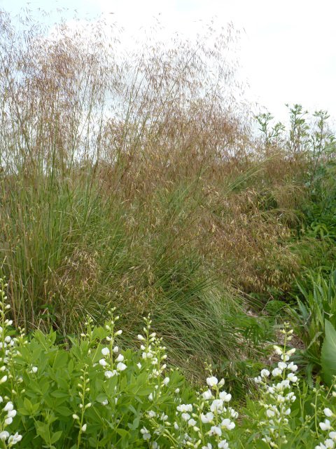 Stipa gigantea